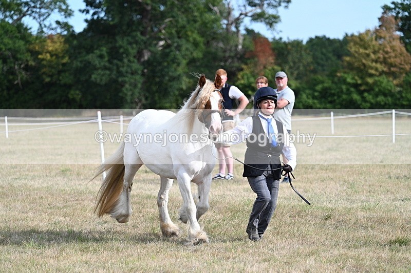 WJ7_8151 - In-hand Championship