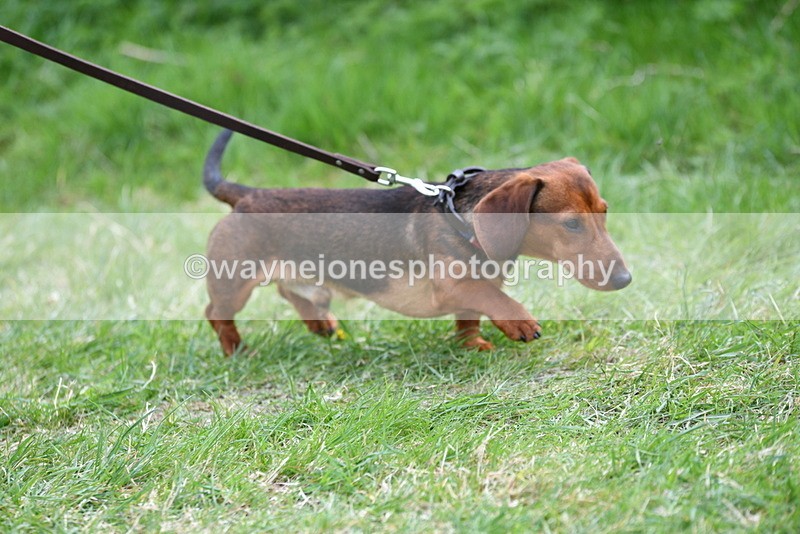 WJ5_9474 - Class 3 Most Handsome Dog