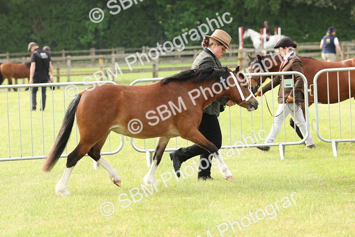 SBM_00446 - Class 6-13 - Mountatin and Moorland In Hand Welsh Breeds