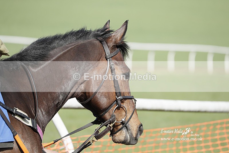 PtP 100423 812 - Old Berkshire Point-to-Point Lockinge 10/04/23