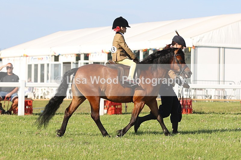 JPP_0919 - Class 16: Cornish Combination Leading Rein