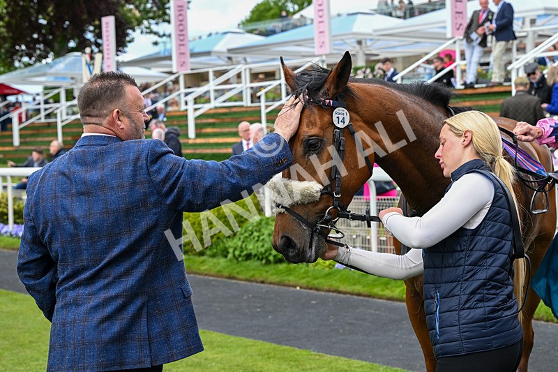 150526-Race 1-Zarathos-7091 - Race 1 1.45pm Yorkshire Equine Practice Handicap