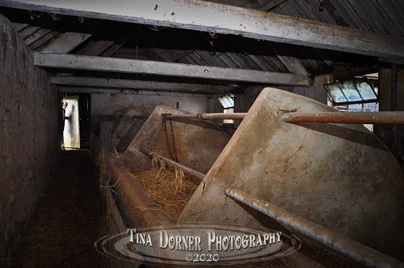 The Cowshed Visitor by Tina Dorner Photography.  Forest of Dean and Wye Valley, Gloucestershire