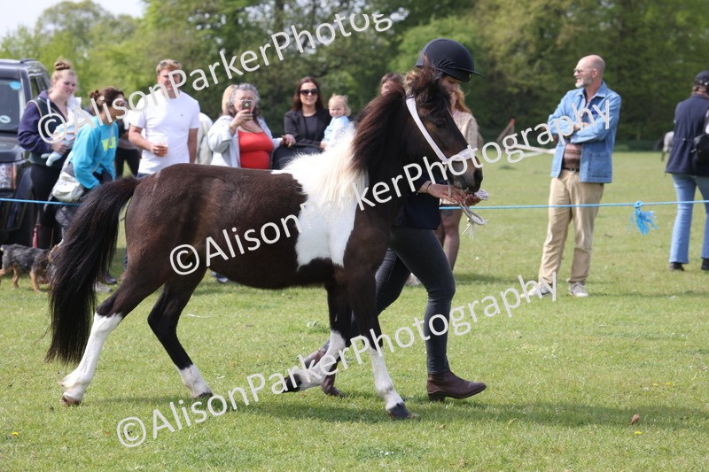 20260426-3194 - Class 26 - Shetland Ponies and Minitures
