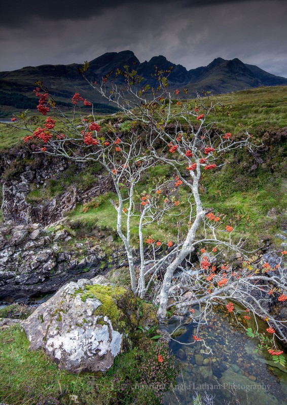 Black Cuillin Rowan Tree - Isle of Skye