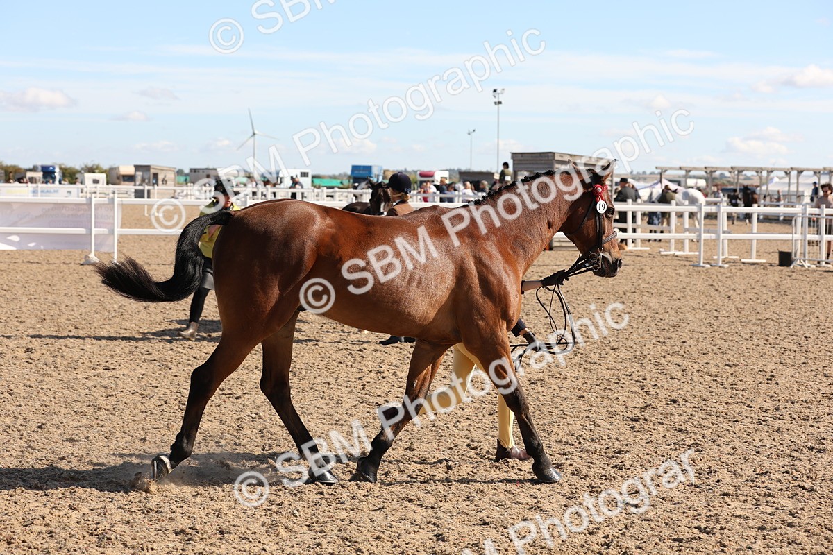 SBM_12837 - Class 205 - IH Show Pony - Show Hunter Pony