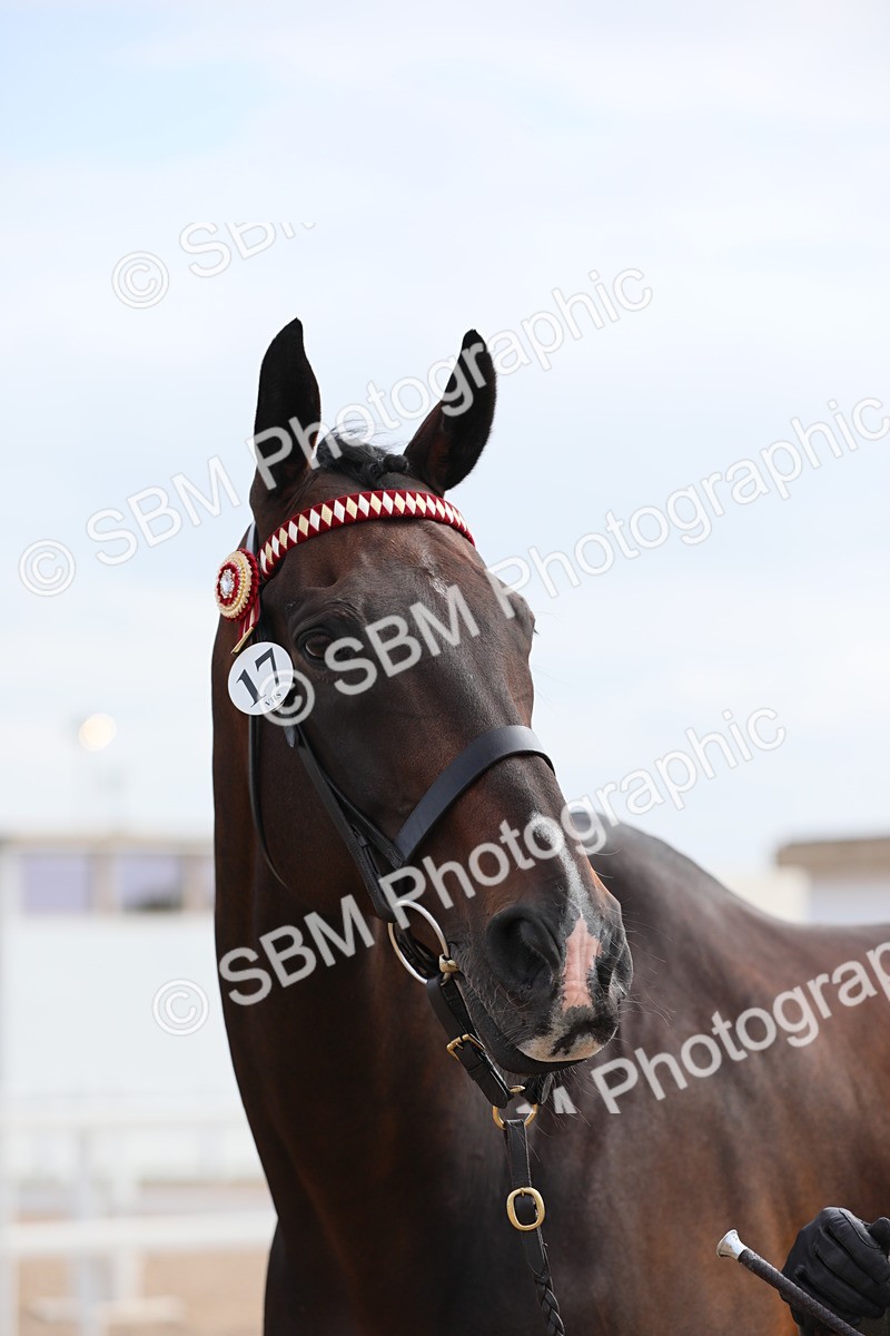 SBM_15940 - Class 313 IH Retired Racehorse