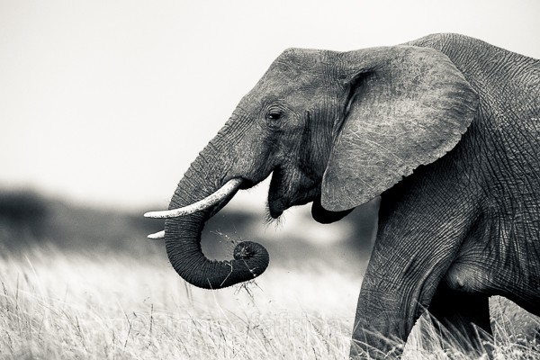 Elephant, Kenya
