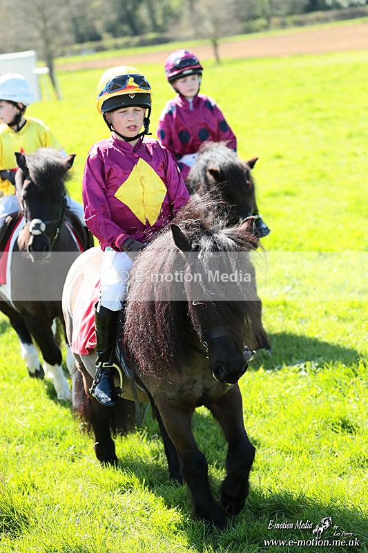 Shet 060426 233 - Shetland Pony Racing Paxford Races Easter Mon 06/04/26