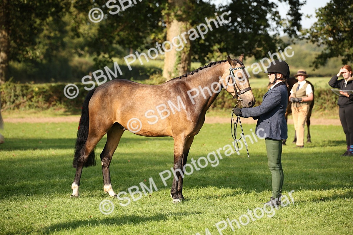 SBM_59368 - S52 - Other Coloured Horse In Hand