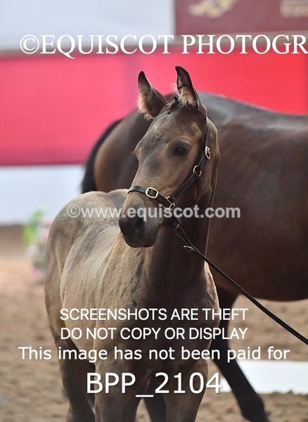 BPP_2104 - AFTERNOON 12.30 - 3.30PM