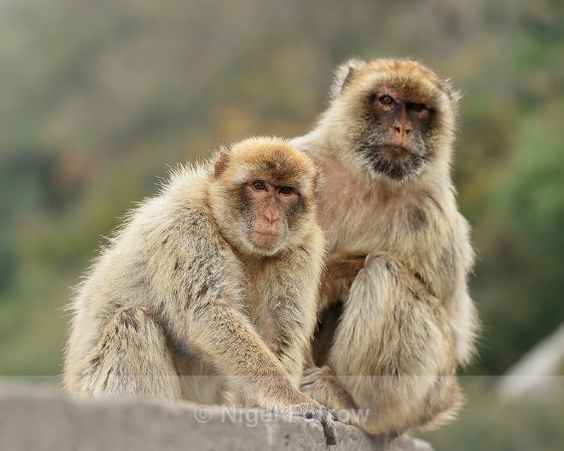 Barbary Macaques (male & female), Gibraltar - Monkey