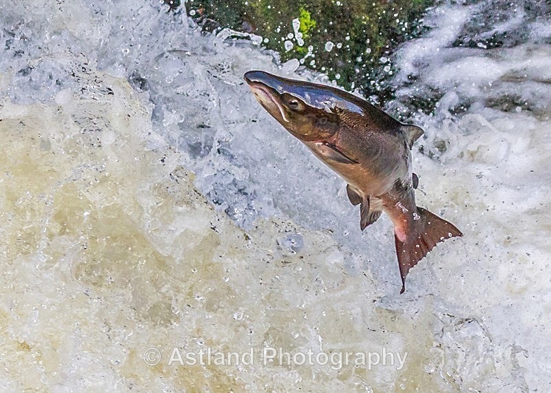 Astland Photography, Bird and Wildlife Images, Susan and Peter Wilson, U.K.