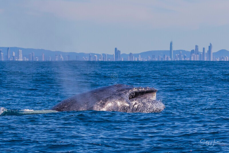 0A3A3345 - 2024 Whale Photos