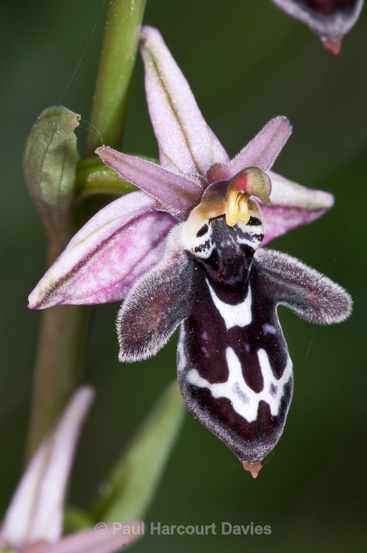  - Orchids - Crete