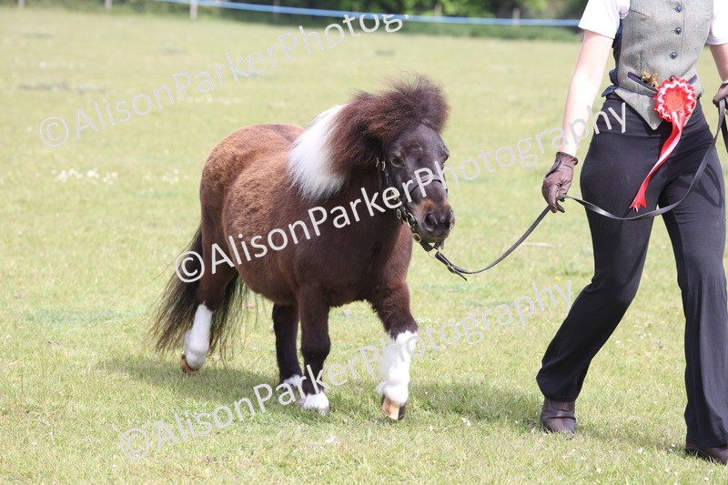 20260426-3244 - Class 26 - Shetland Ponies and Minitures
