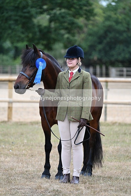 WJ7_9678 - Class 5 Most Handsome Gelding (up to 14.2hh)