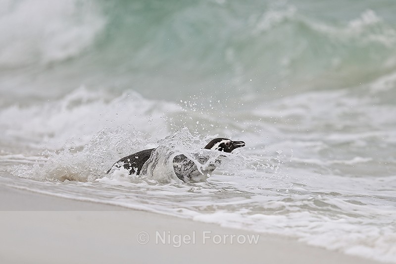 Magellanic Penguin entering sea, Carcass Island, Falklands - Magellanic Penguin