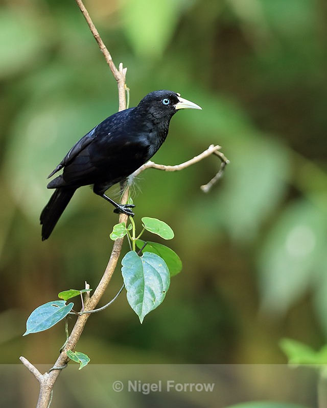 Scarlet-rumped Cacique, Costa Rica - Scarlet-rumped Cacique
