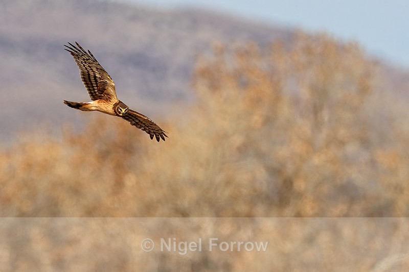 Northern Harrier, autumn tree background, Bosque del Apache - Northern Harrier