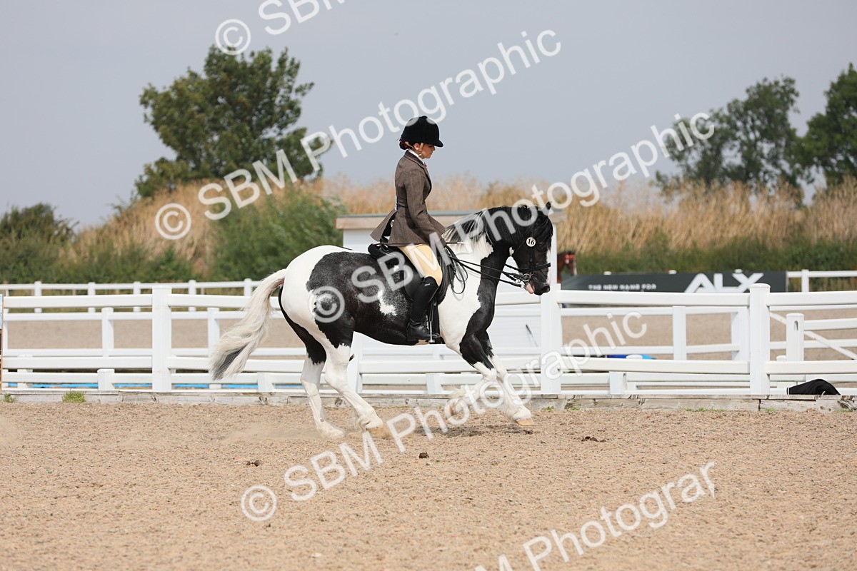 SBM_12787 - Class 307 Ridden Coloured Pony