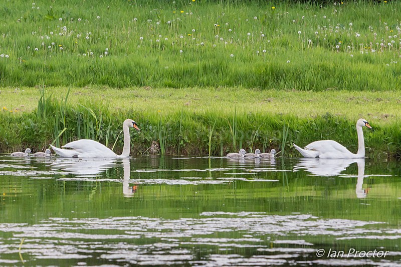 Swans and Cygnets - Spring