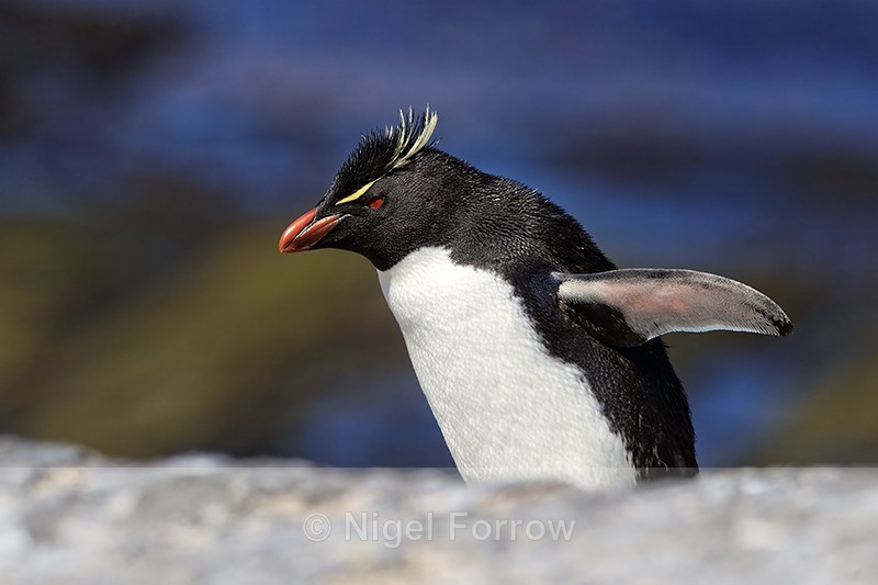 Southern Rockhopper Penguin, Bleaker Island, Falklands - Rockhopper Penguin
