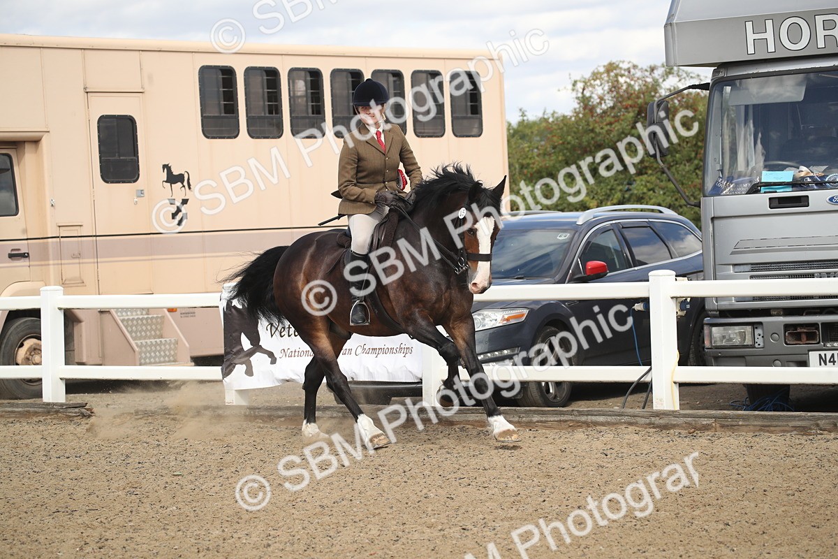 SBM_14607 - Class 505a - M&M Working Veteran - 50cm (15-19)