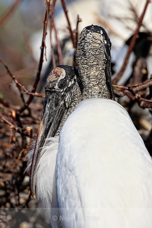 Sleepy Wood Stork, Wakodahatchee Wetlands, Florida - Wood Stork