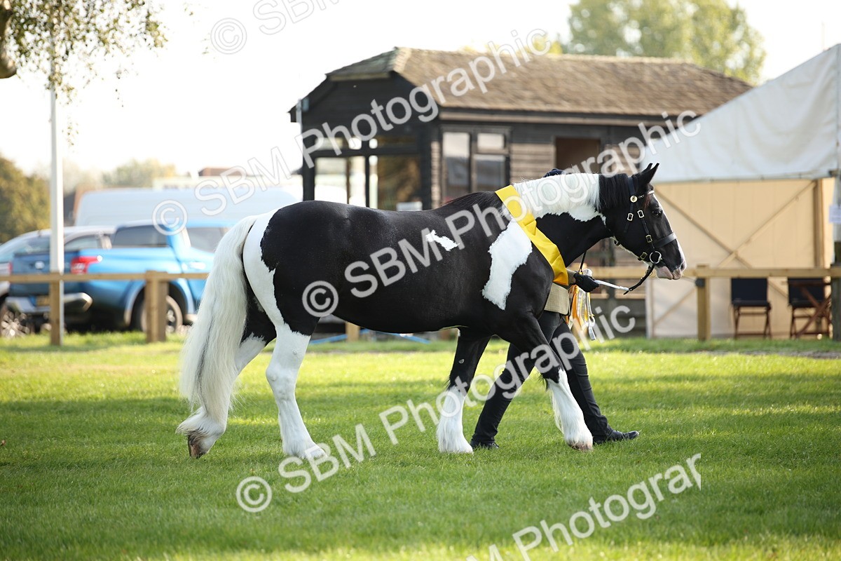 SBM_58781 - S51 - Piebald & Skewbald Horse In Hand
