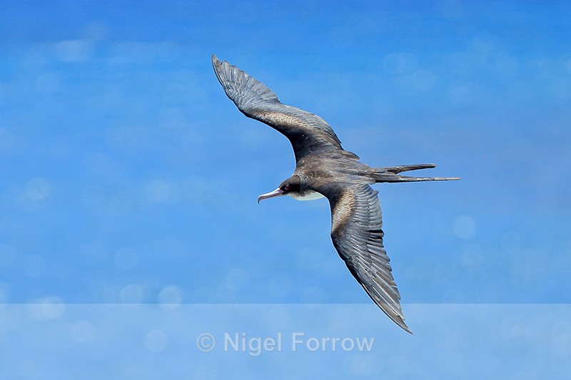 Great Frigatebird (female) in flight, Kilauea Point, Kauai - Great Frigatebird