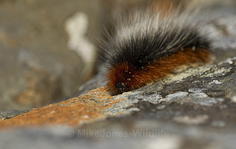  - MACRO IMAGES