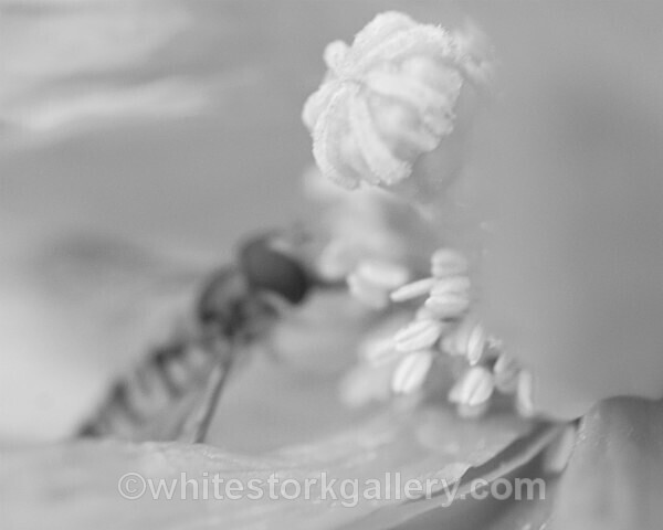  - Slow Photography