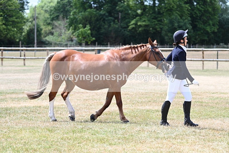 WJ7_1953 - Class 4a Prettiest Mare 14.2hh and over hand