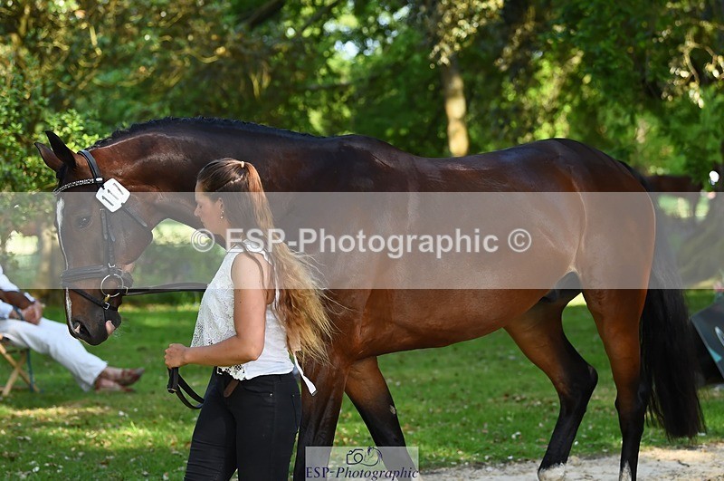 230524-165014-01125 - 117-J-Holly_Horton-WEDTrotUp+DR