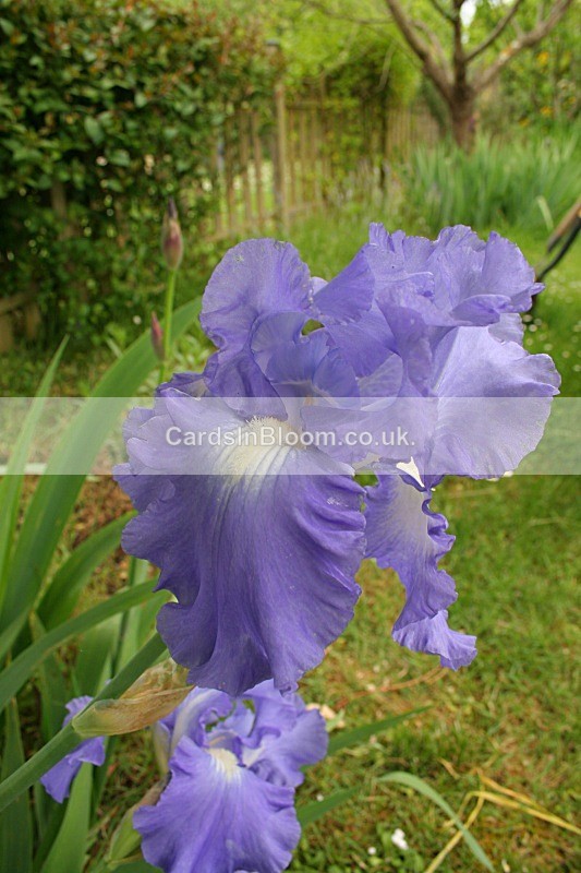 Iris1001 - IRISES