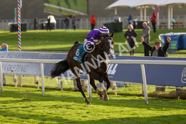 131023-Race 6-Wen Moon-9899 - Race 6 5.00pm Copper Knight - Winning Most Horse At York Handicap