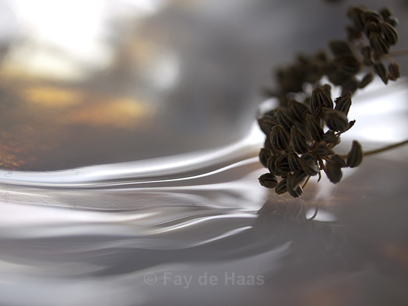  - Dreaming