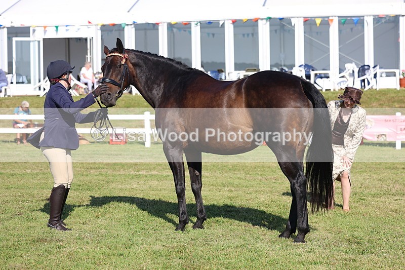 3E7A5655 - Class 2: Rising Star Large Hack/Riding Horse