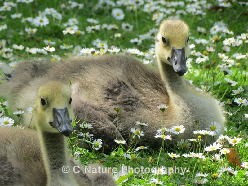Gosling - Birds