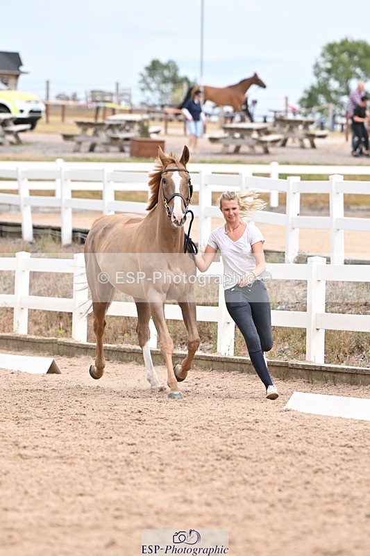 250716-153138-01976 - Trot Up 3.30 to 4.30