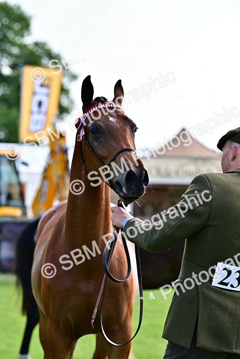 SBM_00107 - Class 46-49 - Arab and Part Bed-Anglo Arab In Hand