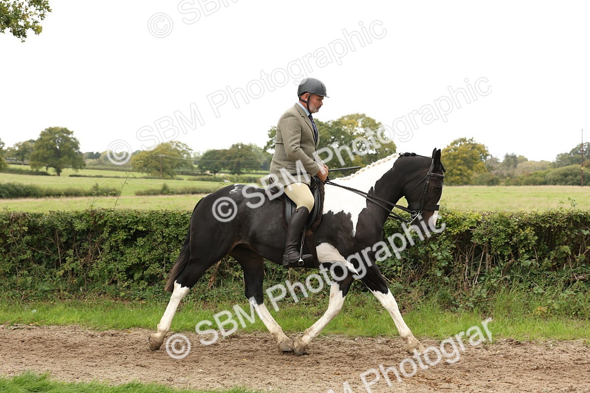 SBM_67210 - S67 - Piebald & Skewbald Horse Ridden