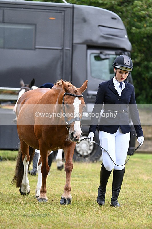 WJ7_6091 - Class 4a Prettiest Mare over 14hh