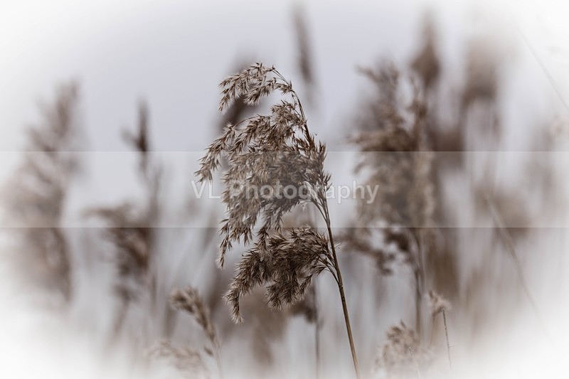 1G5A0616 - Plants and Trees