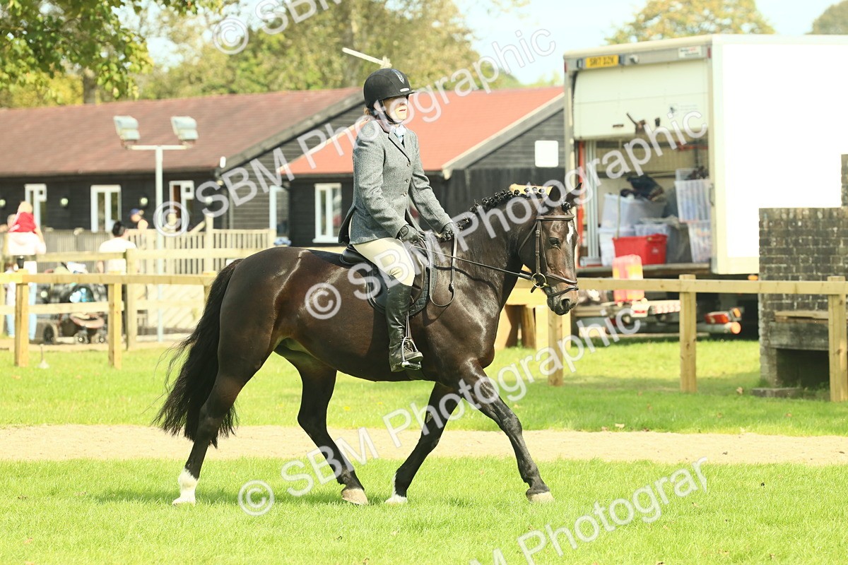 SBM_66652 - S34 - Rehabilitated Rescue Horse & Pony In Hand & Ridden
