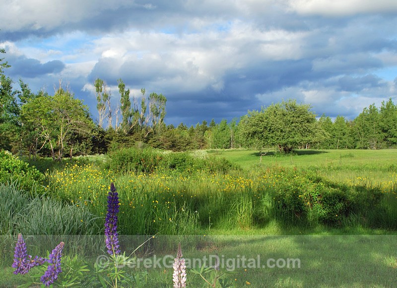 The Vibrance of Springtime