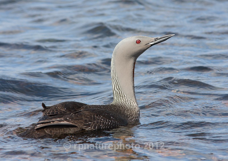 Red-throated Diver - Gavia stellata RPNP0059 - Birds