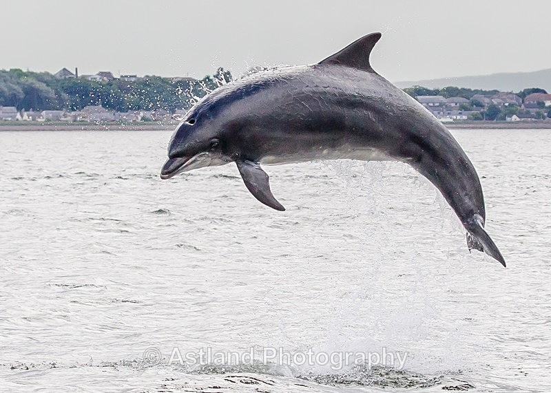 Astland Photography, Bird and Wildlife Images, Susan and Peter Wilson, U.K.