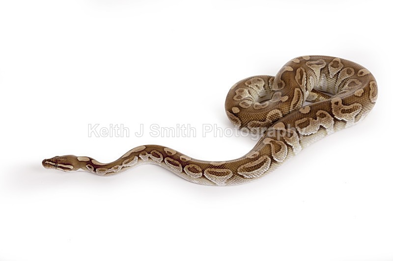 2SKJ8963 - Roaming Reptile Show. II